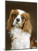 Cavalier King Charles Spaniel Dog-null-Mounted Photographic Print