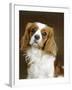 Cavalier King Charles Spaniel Dog-null-Framed Photographic Print