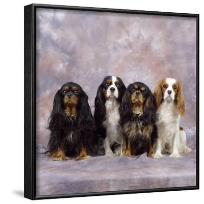 'Cavalier King Charles Spaniel Dog' Photographic Print | AllPosters.com