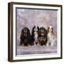 Cavalier King Charles Spaniel Dog-null-Framed Photographic Print