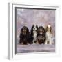 Cavalier King Charles Spaniel Dog-null-Framed Photographic Print