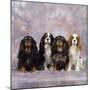 Cavalier King Charles Spaniel Dog-null-Mounted Photographic Print