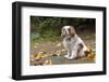 Cavalier King Charles Spaniel, on her driveway in Autumn. (PR)-Janet Horton-Framed Photographic Print