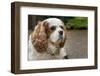 Cavalier King Charles Spaniel, on her driveway in Autumn. (PR)-Janet Horton-Framed Photographic Print