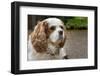 Cavalier King Charles Spaniel, on her driveway in Autumn. (PR)-Janet Horton-Framed Photographic Print