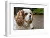 Cavalier King Charles Spaniel, on her driveway in Autumn. (PR)-Janet Horton-Framed Photographic Print