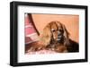 Cavalier King Charles Spaniel on Pillow-Zandria Muench Beraldo-Framed Photographic Print