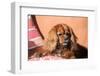 Cavalier King Charles Spaniel on Pillow-Zandria Muench Beraldo-Framed Photographic Print