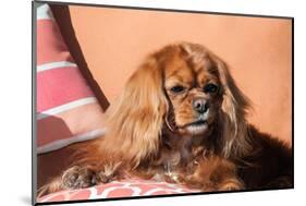 Cavalier King Charles Spaniel on Pillow-Zandria Muench Beraldo-Mounted Photographic Print