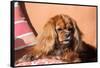 Cavalier King Charles Spaniel on Pillow-Zandria Muench Beraldo-Framed Stretched Canvas