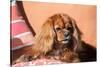 Cavalier King Charles Spaniel on Pillow-Zandria Muench Beraldo-Stretched Canvas