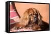 Cavalier King Charles Spaniel on Pillow-Zandria Muench Beraldo-Framed Stretched Canvas