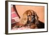 Cavalier King Charles Spaniel on Pillow-Zandria Muench Beraldo-Framed Photographic Print