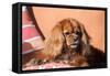 Cavalier King Charles Spaniel on Pillow-Zandria Muench Beraldo-Framed Stretched Canvas