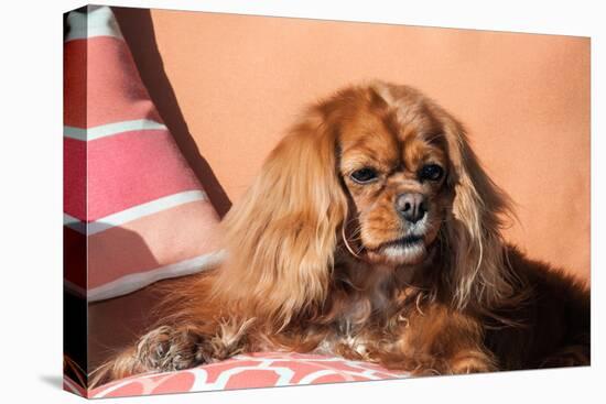 Cavalier King Charles Spaniel on Pillow-Zandria Muench Beraldo-Stretched Canvas