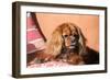 Cavalier King Charles Spaniel on Pillow-Zandria Muench Beraldo-Framed Photographic Print