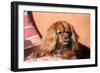 Cavalier King Charles Spaniel on Pillow-Zandria Muench Beraldo-Framed Photographic Print