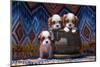 Cavalier King Charles Spaniel Puppies-Zandria Muench Beraldo-Mounted Photographic Print