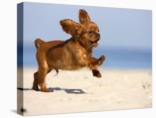 Cavalier King Charles Spaniel, Puppy, 14 Weeks, Ruby, Running on Beach, Jumping, Ears Flapping-Petra Wegner-Stretched Canvas