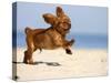 Cavalier King Charles Spaniel, Puppy, 14 Weeks, Ruby, Running on Beach, Jumping, Ears Flapping-Petra Wegner-Stretched Canvas