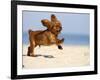 Cavalier King Charles Spaniel, Puppy, 14 Weeks, Ruby, Running on Beach, Jumping, Ears Flapping-Petra Wegner-Framed Photographic Print