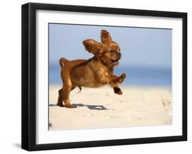 Cavalier King Charles Spaniel, Puppy, 14 Weeks, Ruby, Running on Beach, Jumping, Ears Flapping-Petra Wegner-Framed Photographic Print