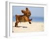 Cavalier King Charles Spaniel, Puppy, 14 Weeks, Ruby, Running on Beach, Jumping, Ears Flapping-Petra Wegner-Framed Photographic Print