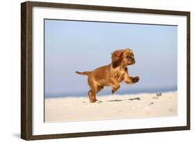 Cavalier King Charles Spaniel, Puppy, 14 Weeks, Ruby, Running on Beach, Jumping-Petra Wegner-Framed Photographic Print