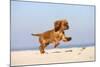 Cavalier King Charles Spaniel, Puppy, 14 Weeks, Ruby, Running on Beach, Jumping-Petra Wegner-Mounted Photographic Print