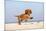 Cavalier King Charles Spaniel, Puppy, 14 Weeks, Ruby, Running on Beach, Jumping-Petra Wegner-Mounted Photographic Print