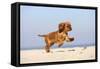 Cavalier King Charles Spaniel, Puppy, 14 Weeks, Ruby, Running on Beach, Jumping-Petra Wegner-Framed Stretched Canvas