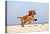 Cavalier King Charles Spaniel, Puppy, 14 Weeks, Ruby, Running on Beach, Jumping-Petra Wegner-Stretched Canvas