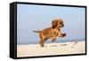 Cavalier King Charles Spaniel, Puppy, 14 Weeks, Ruby, Running on Beach, Jumping-Petra Wegner-Framed Stretched Canvas