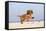 Cavalier King Charles Spaniel, Puppy, 14 Weeks, Ruby, Running on Beach, Jumping-Petra Wegner-Framed Stretched Canvas