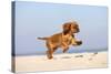 Cavalier King Charles Spaniel, Puppy, 14 Weeks, Ruby, Running on Beach, Jumping-Petra Wegner-Stretched Canvas