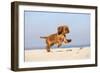 Cavalier King Charles Spaniel, Puppy, 14 Weeks, Ruby, Running on Beach, Jumping-Petra Wegner-Framed Photographic Print