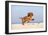 Cavalier King Charles Spaniel, Puppy, 14 Weeks, Ruby, Running on Beach, Jumping-Petra Wegner-Framed Photographic Print