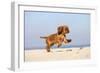 Cavalier King Charles Spaniel, Puppy, 14 Weeks, Ruby, Running on Beach, Jumping-Petra Wegner-Framed Photographic Print