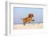 Cavalier King Charles Spaniel, Puppy, 14 Weeks, Ruby, Running on Beach, Jumping-Petra Wegner-Framed Photographic Print