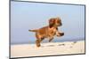 Cavalier King Charles Spaniel, Puppy, 14 Weeks, Ruby, Running on Beach, Jumping-Petra Wegner-Mounted Photographic Print