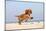 Cavalier King Charles Spaniel, Puppy, 14 Weeks, Ruby, Running on Beach, Jumping-Petra Wegner-Mounted Photographic Print