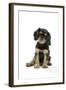 Cavalier King Charles Spaniel Puppy 6-7 Weeks Old-null-Framed Photographic Print