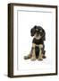 Cavalier King Charles Spaniel Puppy 6-7 Weeks Old-null-Framed Photographic Print