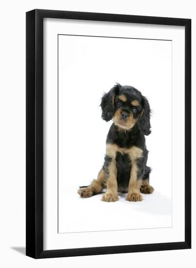 Cavalier King Charles Spaniel Puppy 6-7 Weeks Old-null-Framed Photographic Print