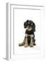 Cavalier King Charles Spaniel Puppy 6-7 Weeks Old-null-Framed Photographic Print