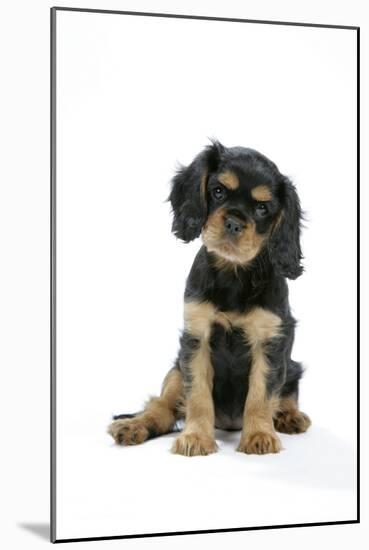Cavalier King Charles Spaniel Puppy 6-7 Weeks Old-null-Mounted Photographic Print