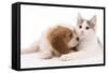 Cavalier King Charles Spaniel Puppy in Studio-null-Framed Stretched Canvas