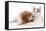 Cavalier King Charles Spaniel Puppy in Studio-null-Framed Stretched Canvas