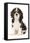 Cavalier King Charles Spaniel Puppy in Studio-null-Framed Stretched Canvas