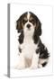 Cavalier King Charles Spaniel Puppy in Studio-null-Stretched Canvas